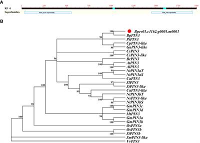 Molecular mechanism of leaf adaxial upward curling caused by BpPIN3 suppression in Betula pendula